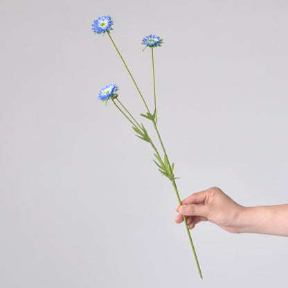 Aster, small daisy, all color, regular texture, 736205