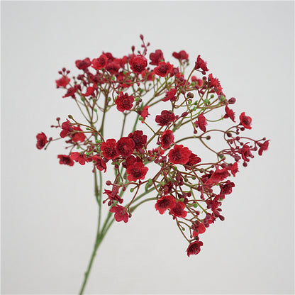 Baby's breath, blossom & seeds, regular texture, 2168