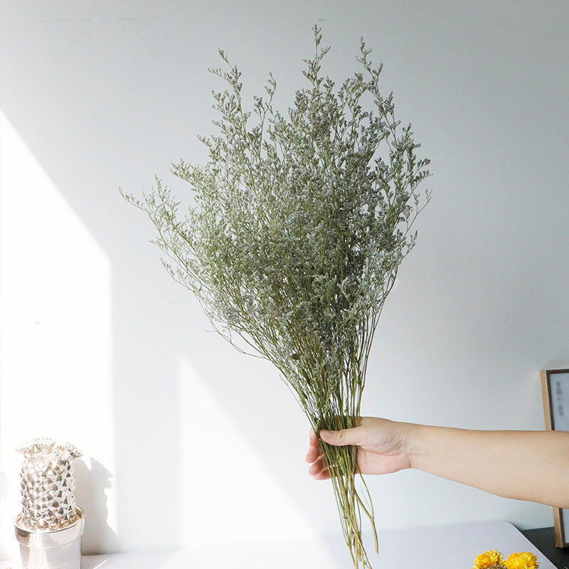 natural dry plants, 36528