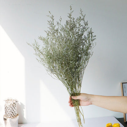 natural dry plants, 36528