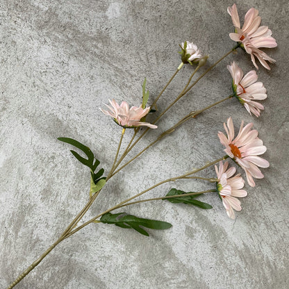 Daisy, 6 heads, regular texture, 10919201630