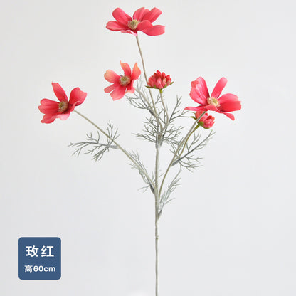 Daisy, garden cosmos, 6 heads, regular texture, 736204