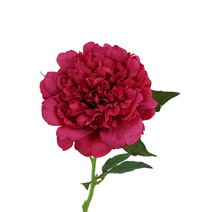 Peony, high quality, real texture artificial flower, 519785