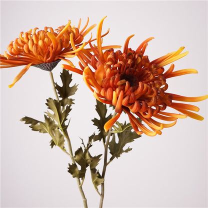 Chinese chrysanthemum, thin petal, special texture, 48273