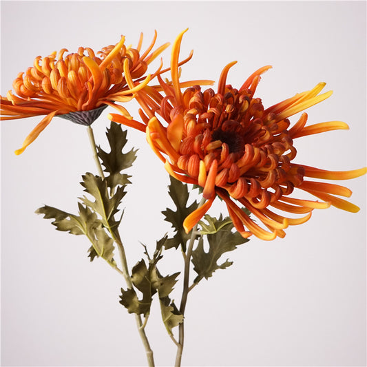 Chinese chrysanthemum, thin petal, special texture, 48273