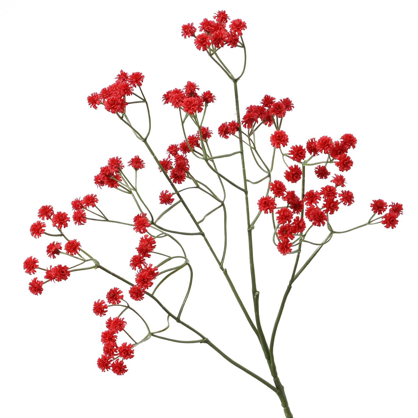 Baby's breath, regular texture, 21043004