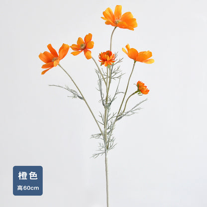 Daisy, garden cosmos, 6 heads, regular texture, 736204