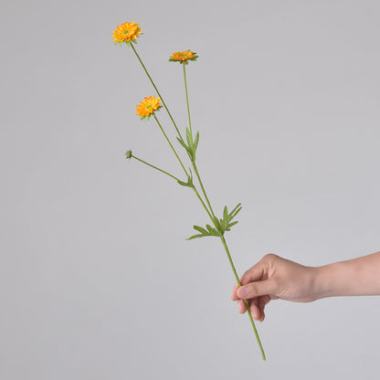 Aster, small daisy, all color, regular texture, 736205