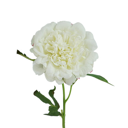 Peony, high quality, real texture artificial flower, 519785