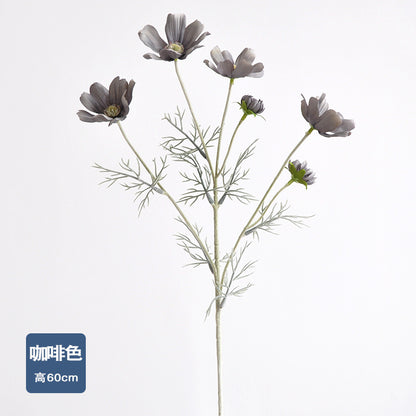 Daisy, garden cosmos, 6 heads, regular texture, 736204