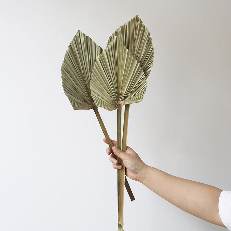 natural dry plants, 36528