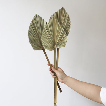natural dry plants, 36528