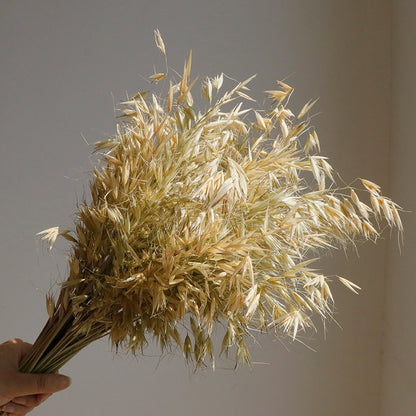 natural dry plants, 36528