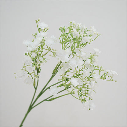 Baby's breath, blossom & seeds, regular texture, 2168
