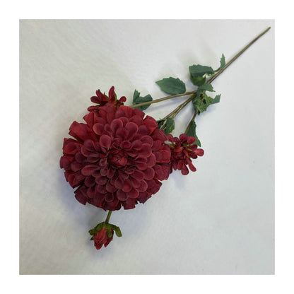 Chinese Dahlia, all colors, regular texture, 3568059