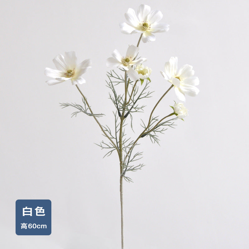 Daisy, garden cosmos, 6 heads, regular texture, 736204