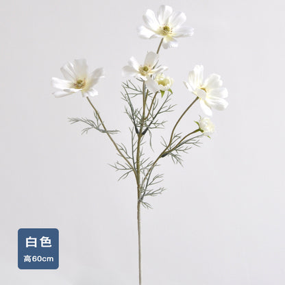 Daisy, garden cosmos, 6 heads, regular texture, 736204