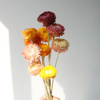 natural dry plants, 36528