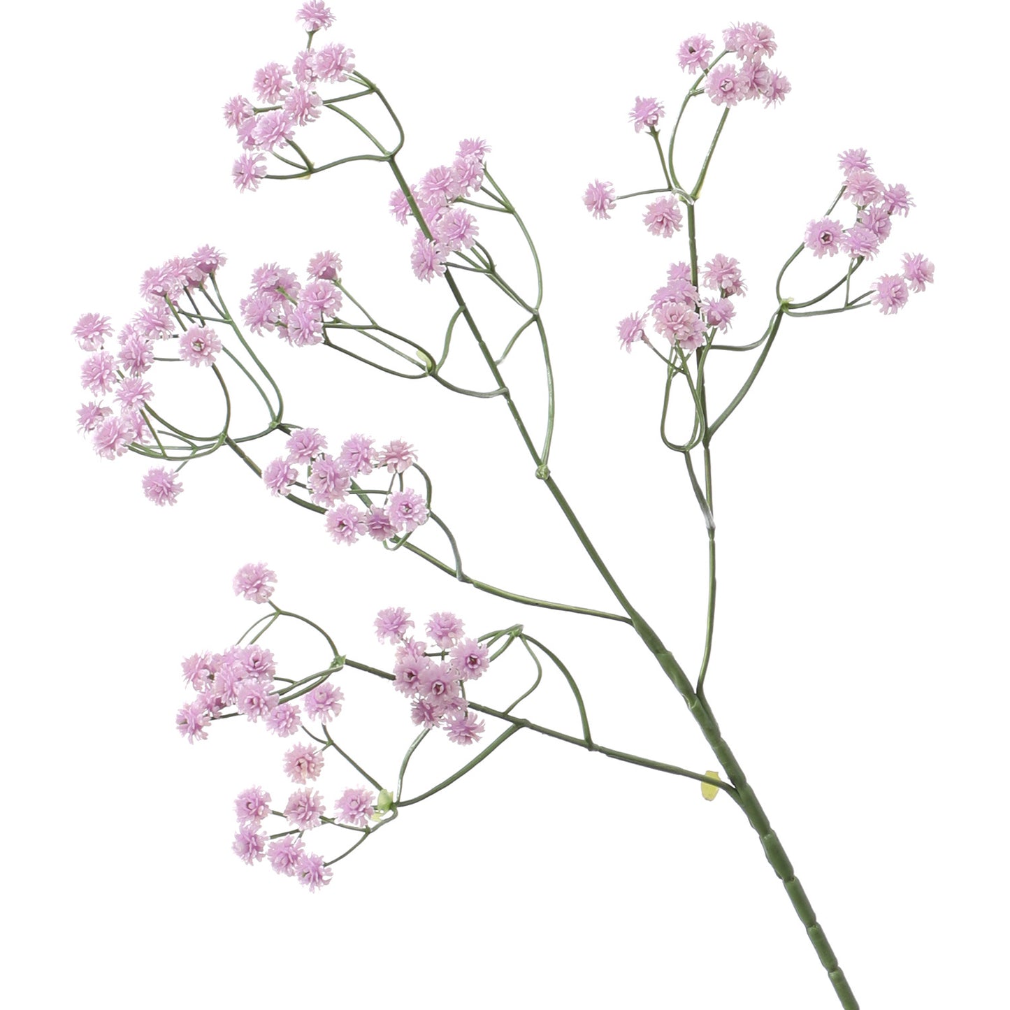 Baby's breath, regular texture, 21043004