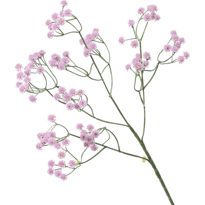 Baby's breath, regular texture, 21043004