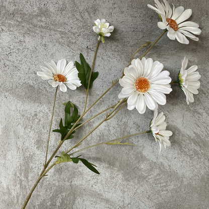 Daisy, 6 heads, regular texture, 10919201630