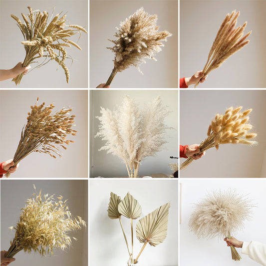 natural dry plants, 36528