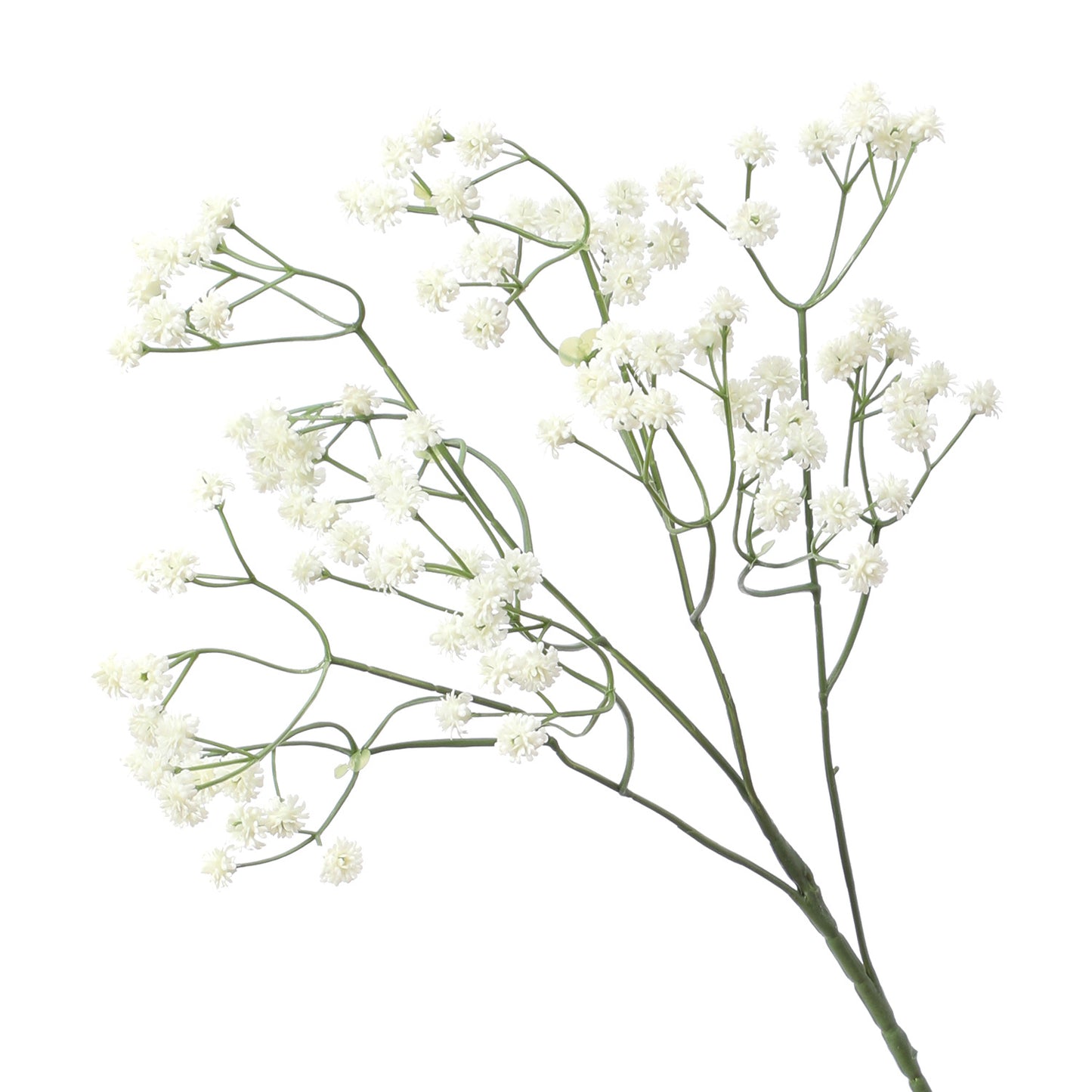 Baby's breath, regular texture, 21043004