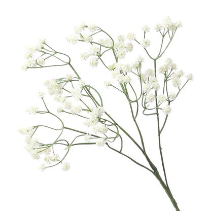 Baby's breath, regular texture, 21043004