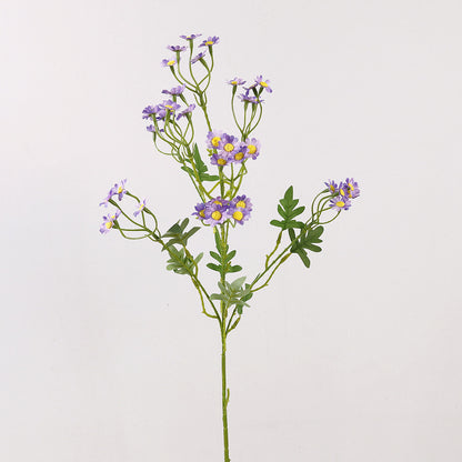 Aster, small daisy, yellow core, regular texture, 56092