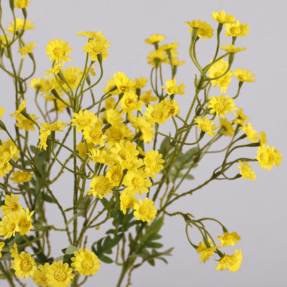Aster, small daisy, yellow core, regular texture, 56092