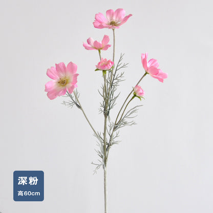 Daisy, garden cosmos, 6 heads, regular texture, 736204