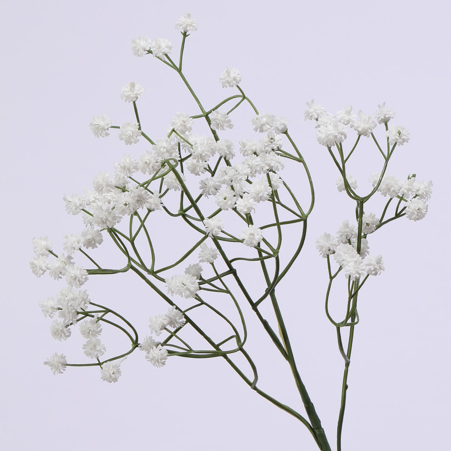Baby's breath, regular texture, 21043004