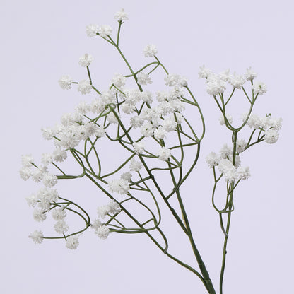 Baby's breath, regular texture, 21043004